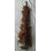 鸡毛掸子 大鸡毛掸子